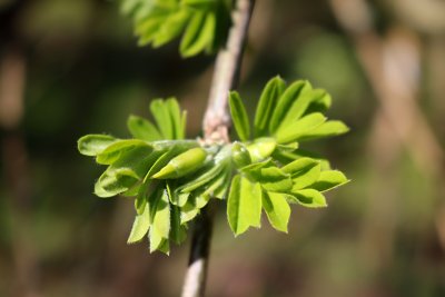 Caragana arborescens 'Pendula' - čimišník obecný - listy jaro